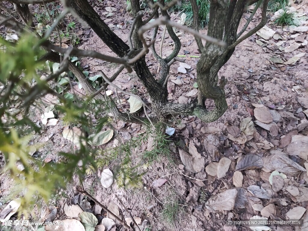 地面枯枝落叶景象