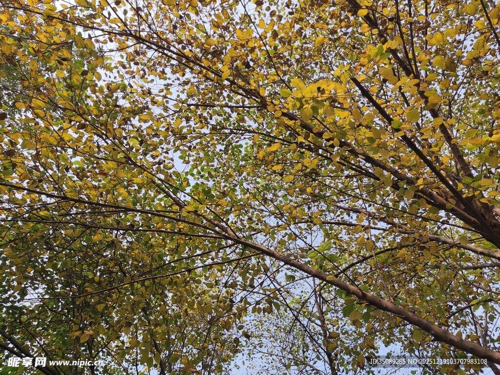 仰观秋日斑斓树冠