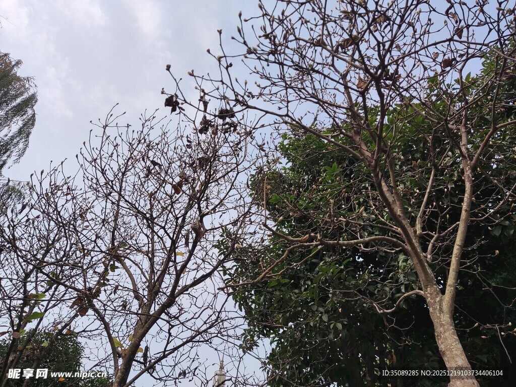 冬日枯树与葱郁树木对比