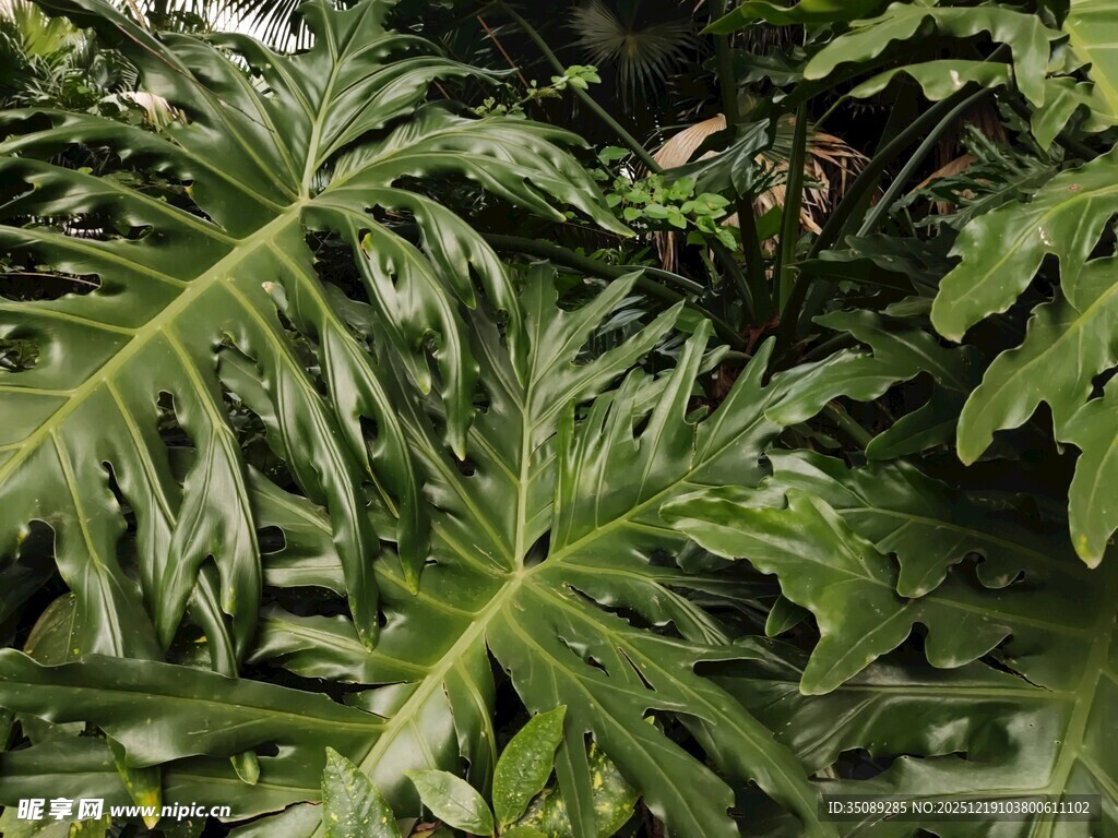 大型羽状叶片的绿植