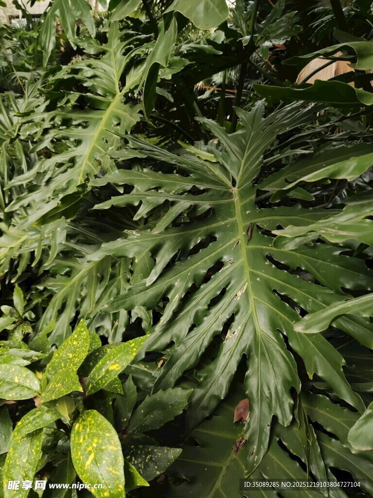 繁茂绿植叶片特写