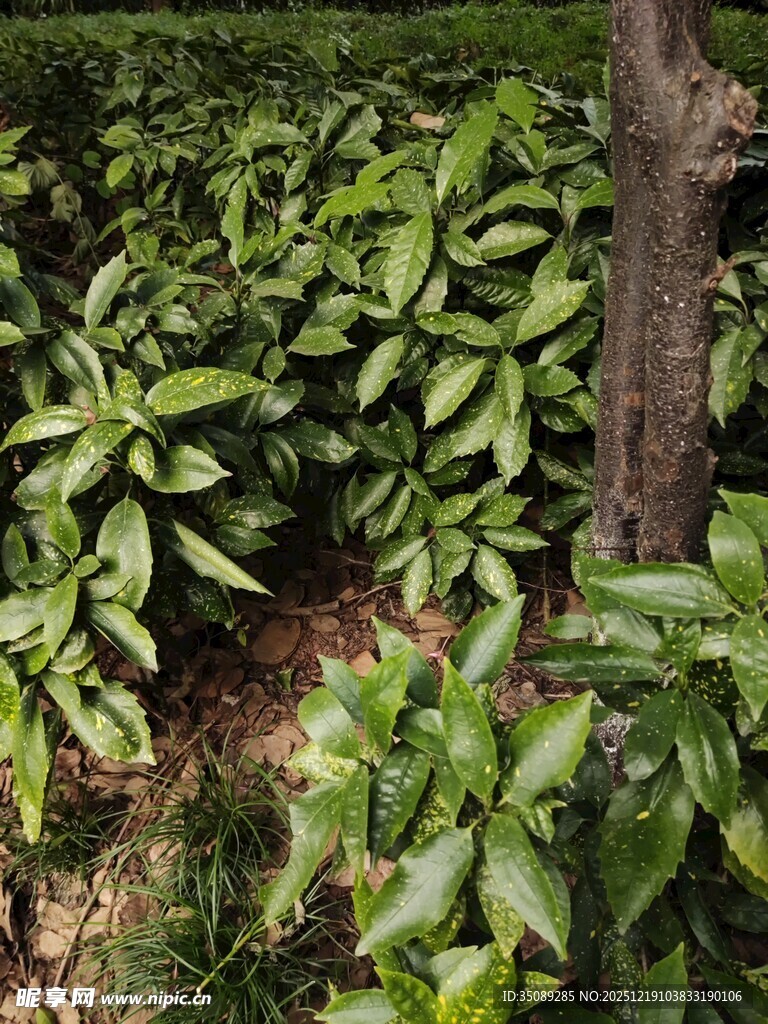 绿叶簇拥下的树干