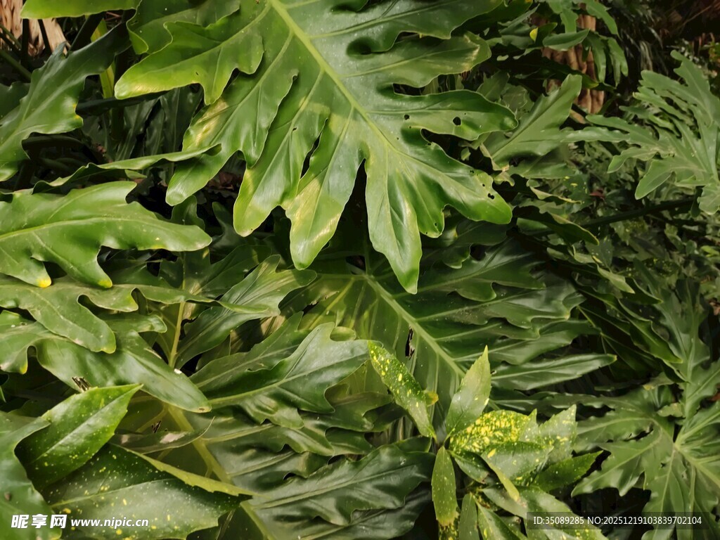 翠绿繁茂的热带植物叶片