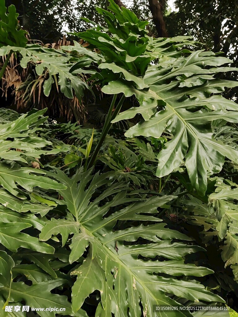 大型羽状叶片的绿色植物