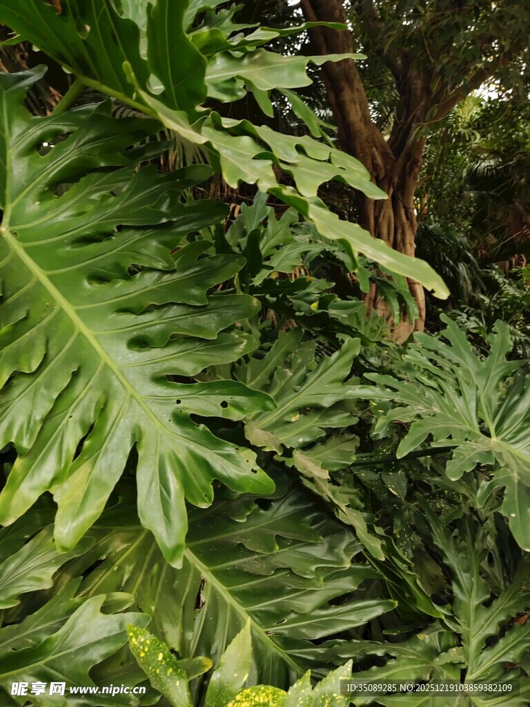 繁茂热带绿植叶片特写