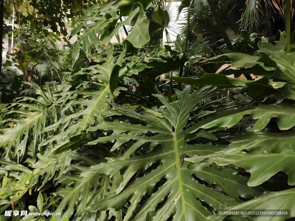 繁茂的热带绿植景观