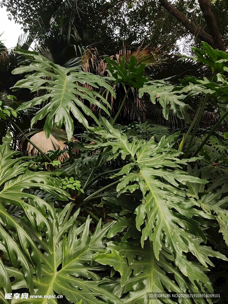 羽状绿叶植物特写