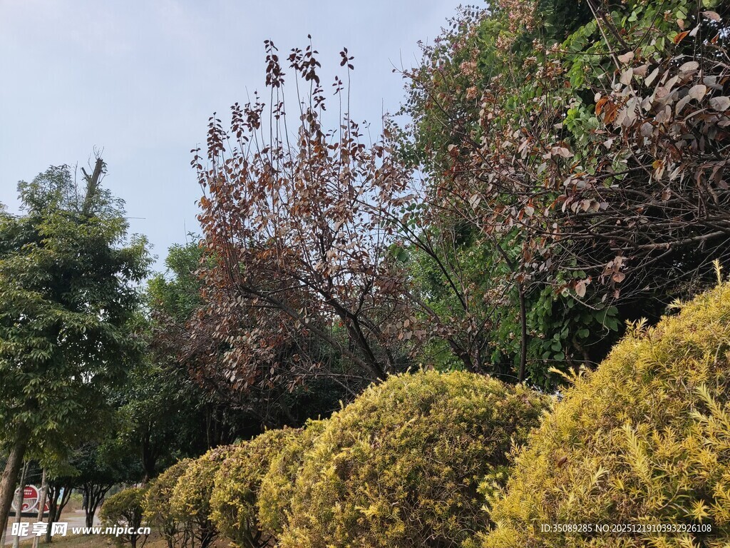 整齐的灌木与树木景观