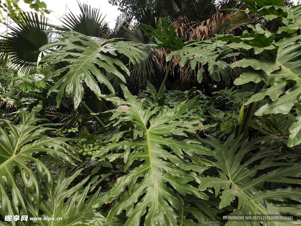 繁茂的羽状叶片植物