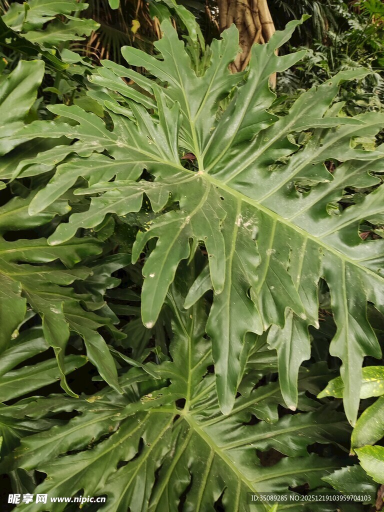 羽状叶片的绿色植物