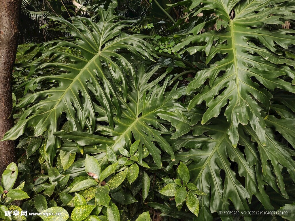 羽状叶片的热带绿植