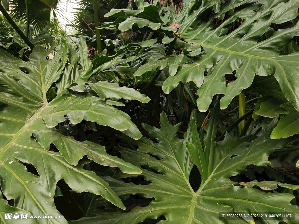 羽状叶片的热带绿植