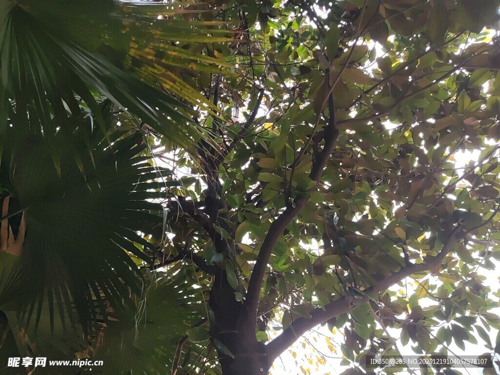 阳光透过树叶的自然景象