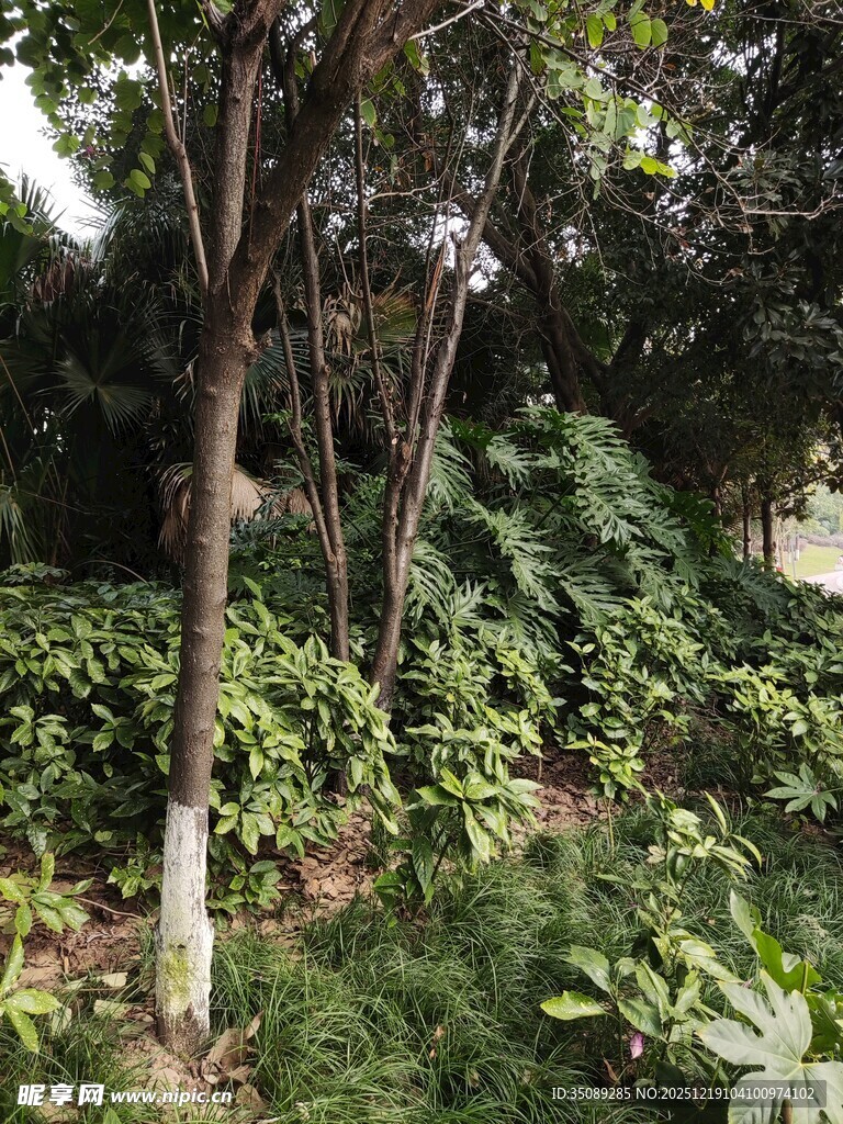 繁茂绿植环绕的树木景观