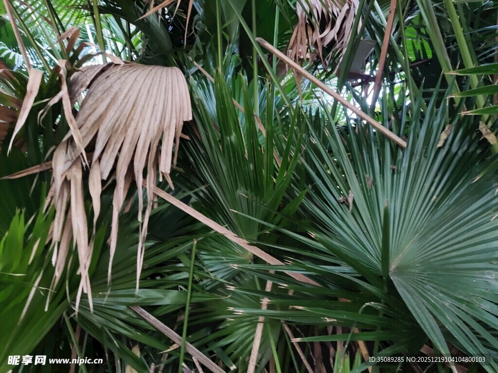 热带棕榈植物景观
