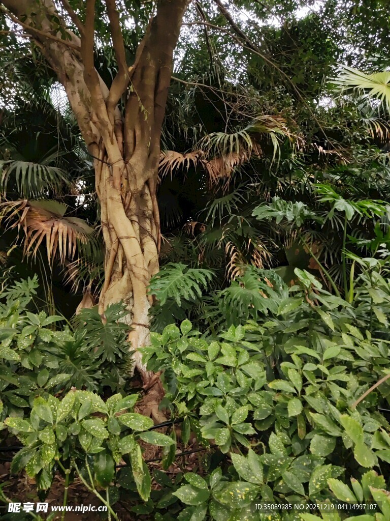 古老大树与繁茂绿植景观