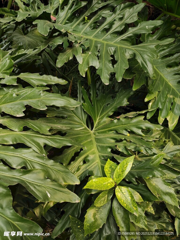 繁茂绿植叶片特写