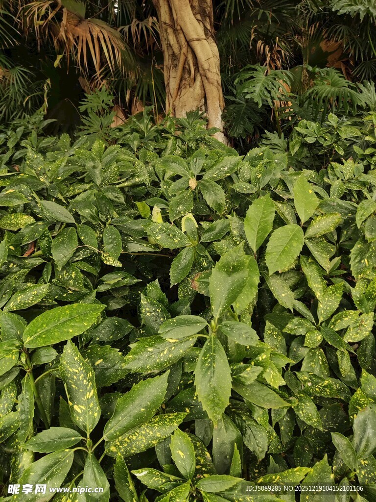 茂密绿植环绕的树干