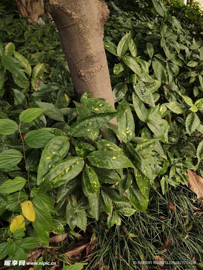 绿叶簇拥的树干