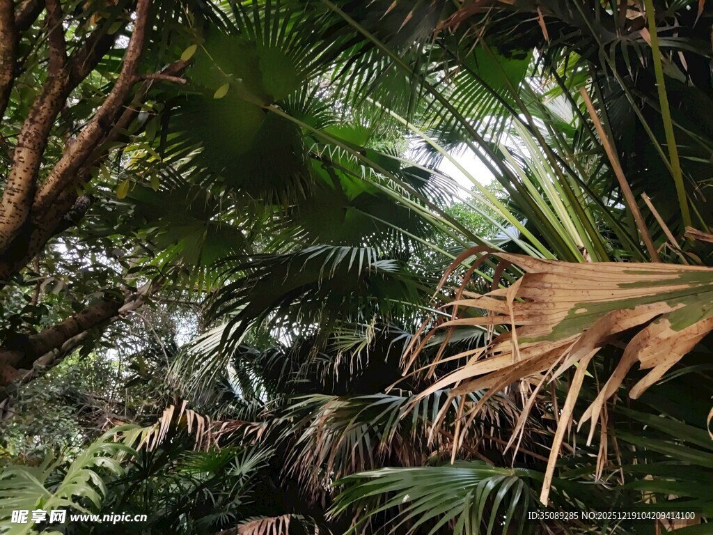 茂密丛林中的热带植物景观