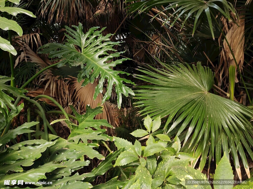 繁茂热带绿植景观