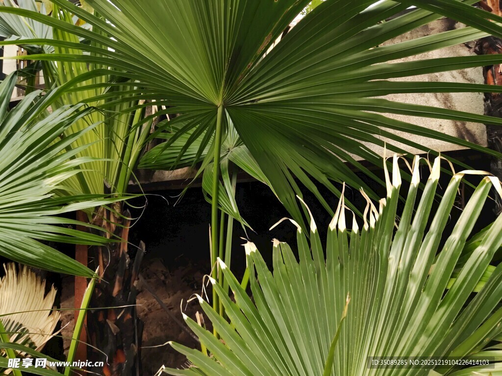 翠绿扇形棕榈叶植物景观