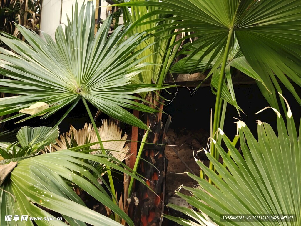 翠绿棕榈叶尽显自然生机