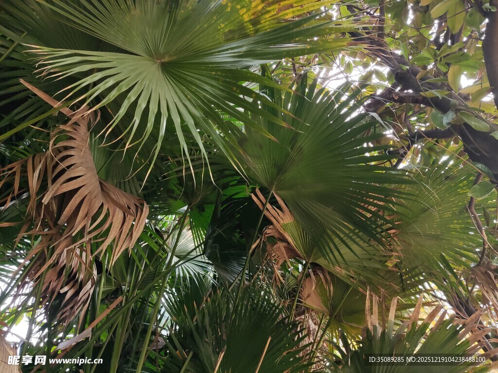 茂密棕榈树景观