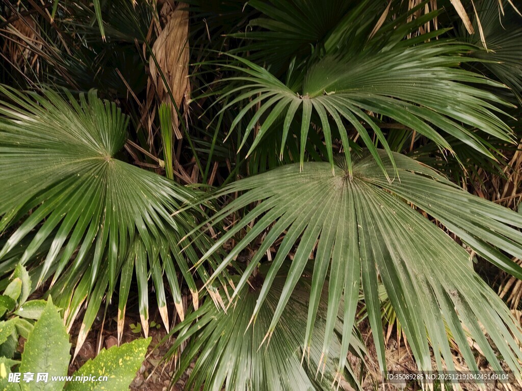 翠绿扇形棕榈叶特写