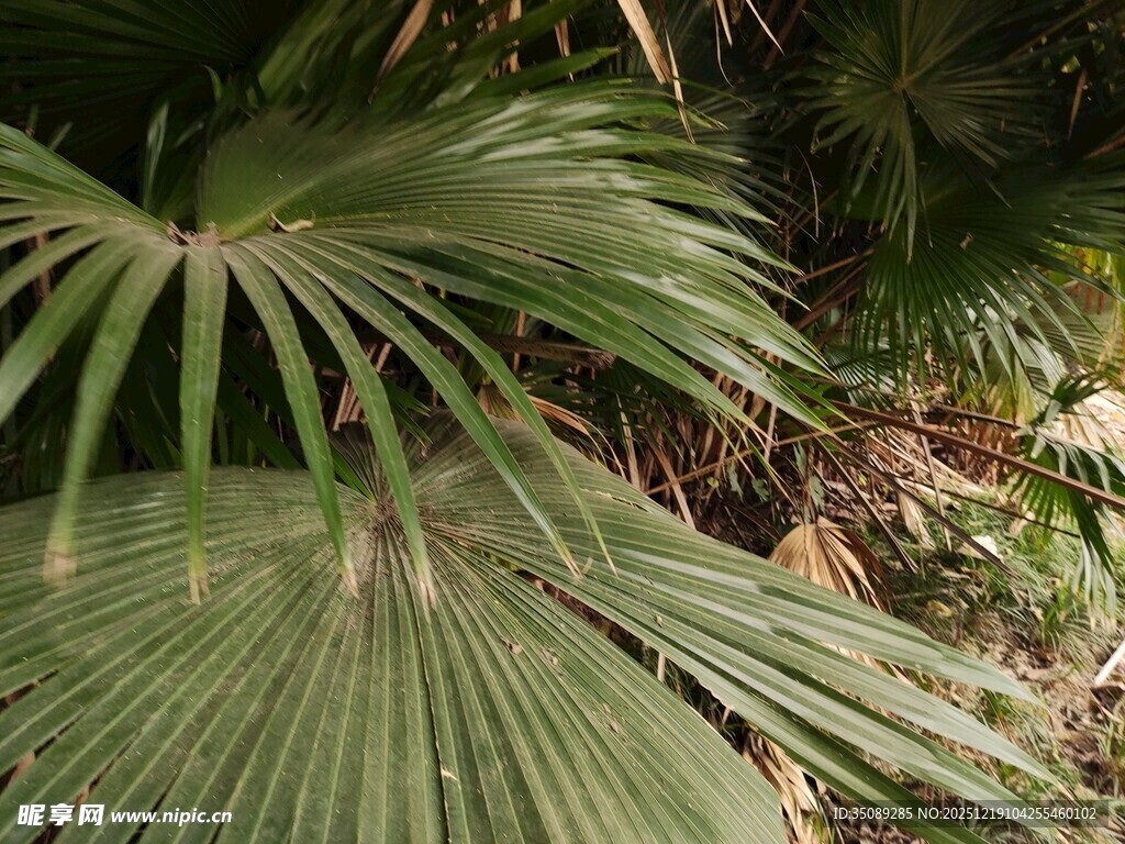 翠绿棕榈叶自然清新景致
