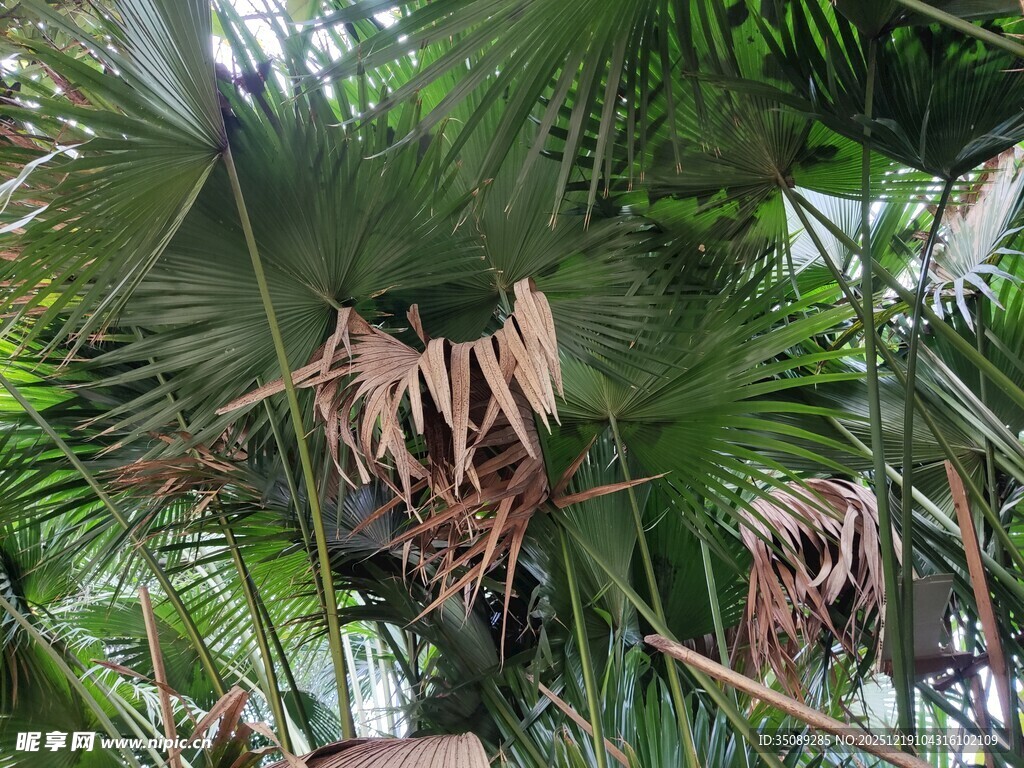 热带植物中的奇特叶片