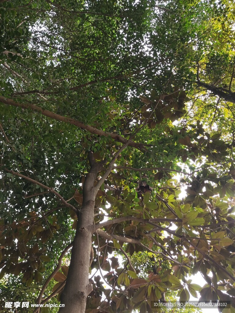 仰视茂密树林中的树干