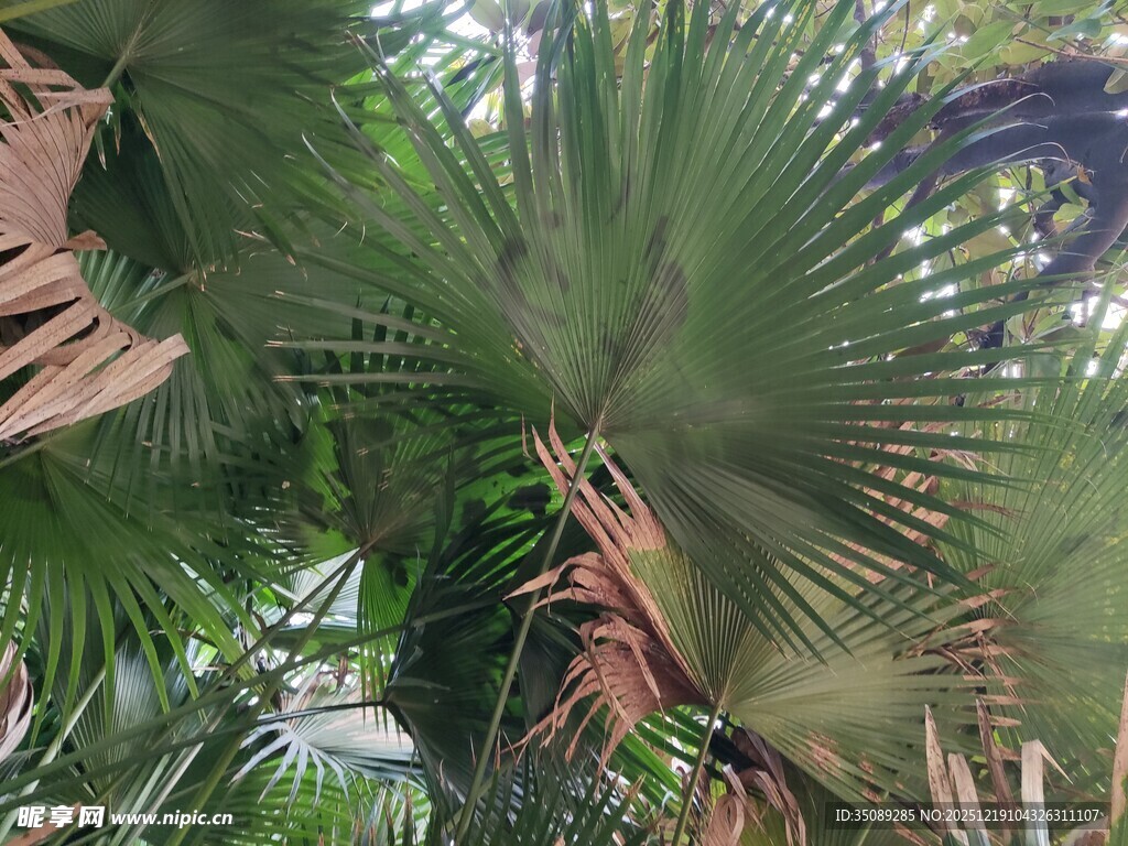 热带棕榈树叶景观