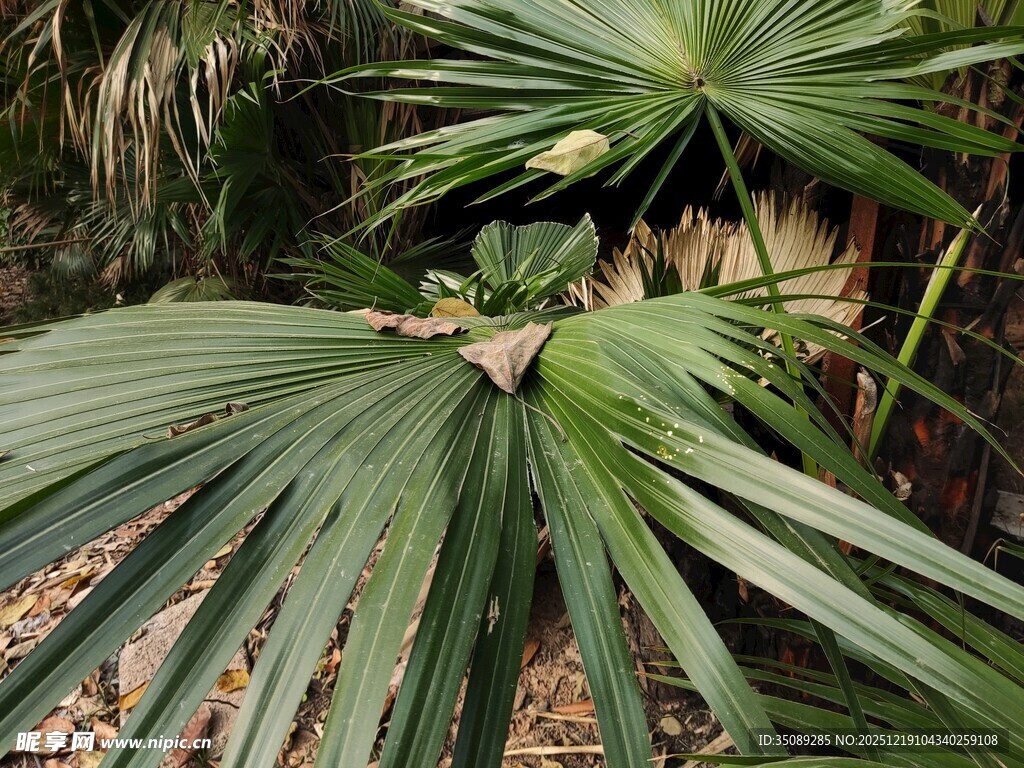 大型扇形棕榈叶植物景观