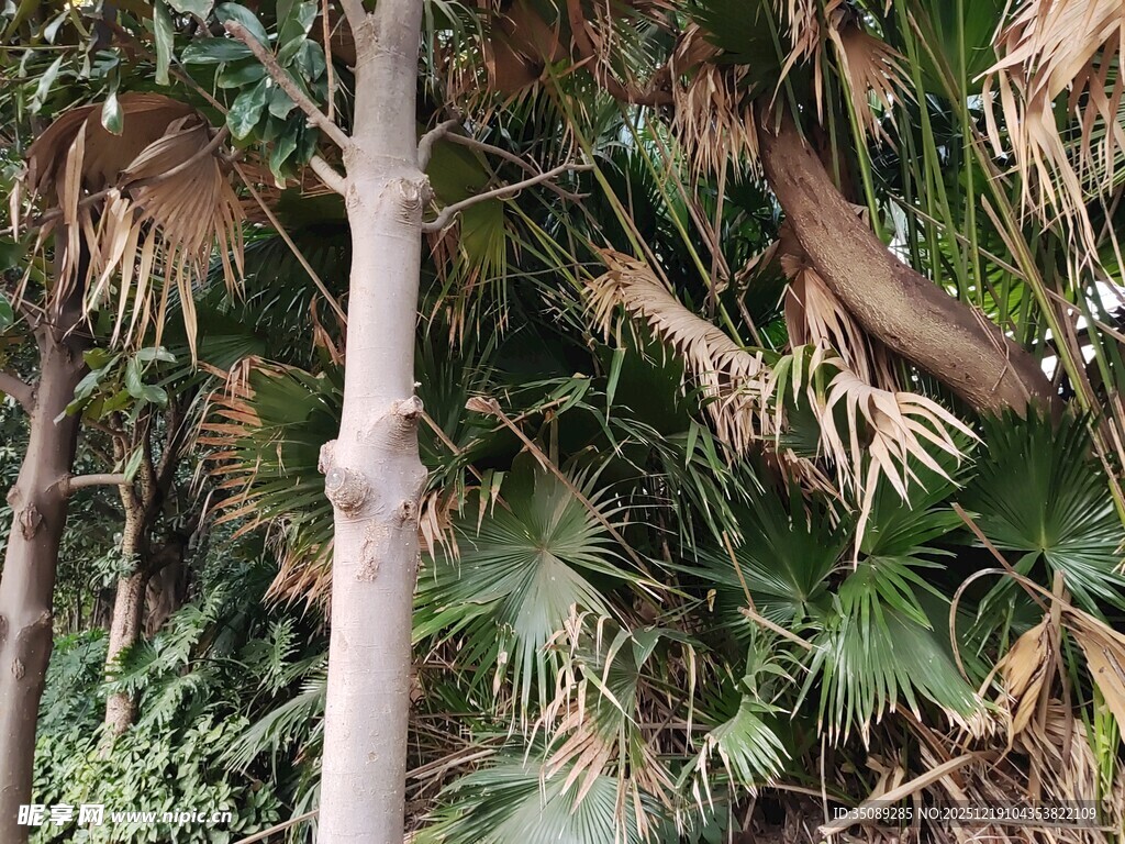 干枯棕榈树与周边绿植