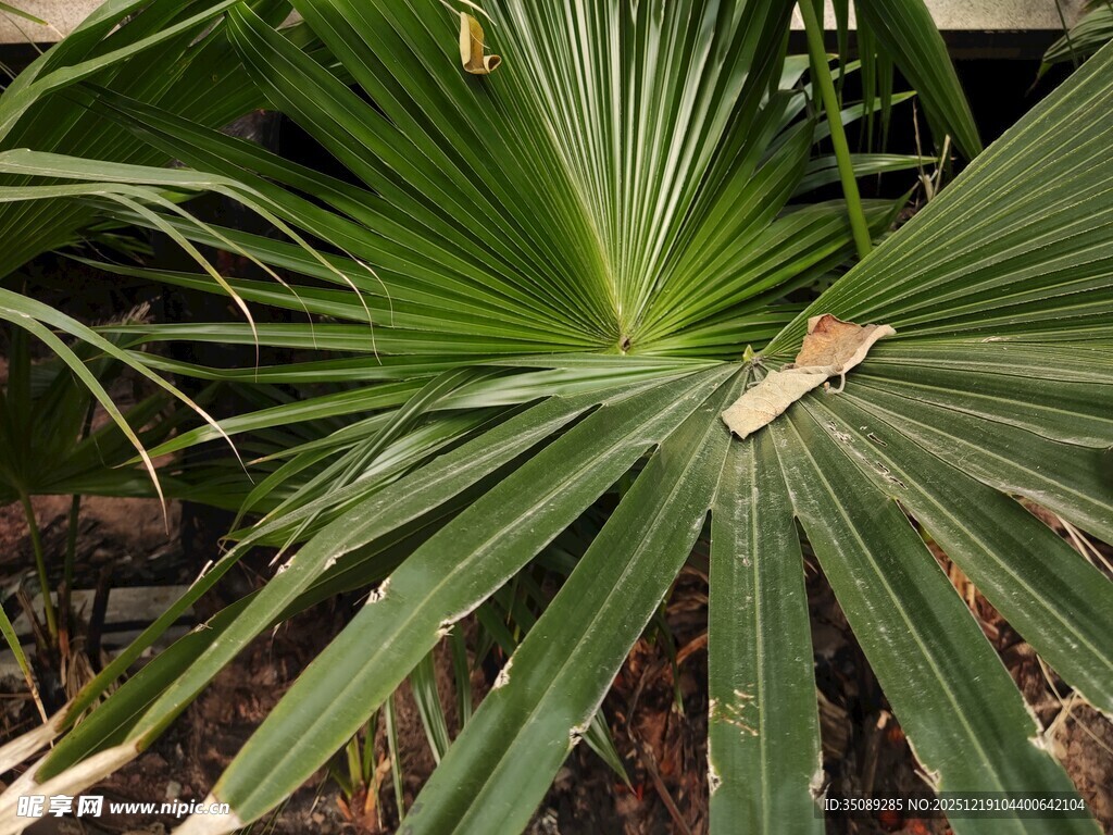 扇形棕榈叶特写