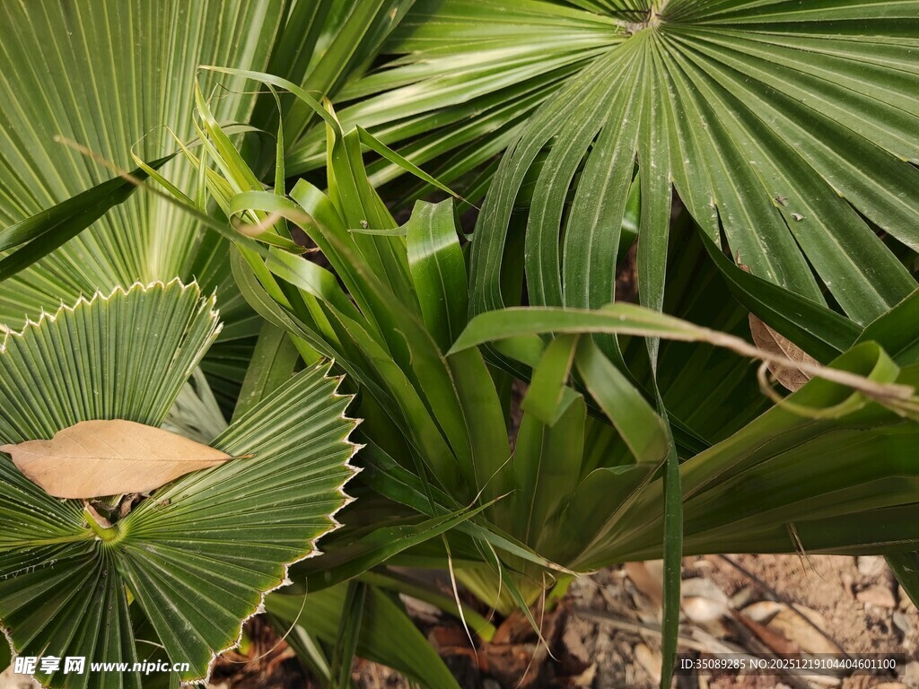扇形叶片的绿色植物