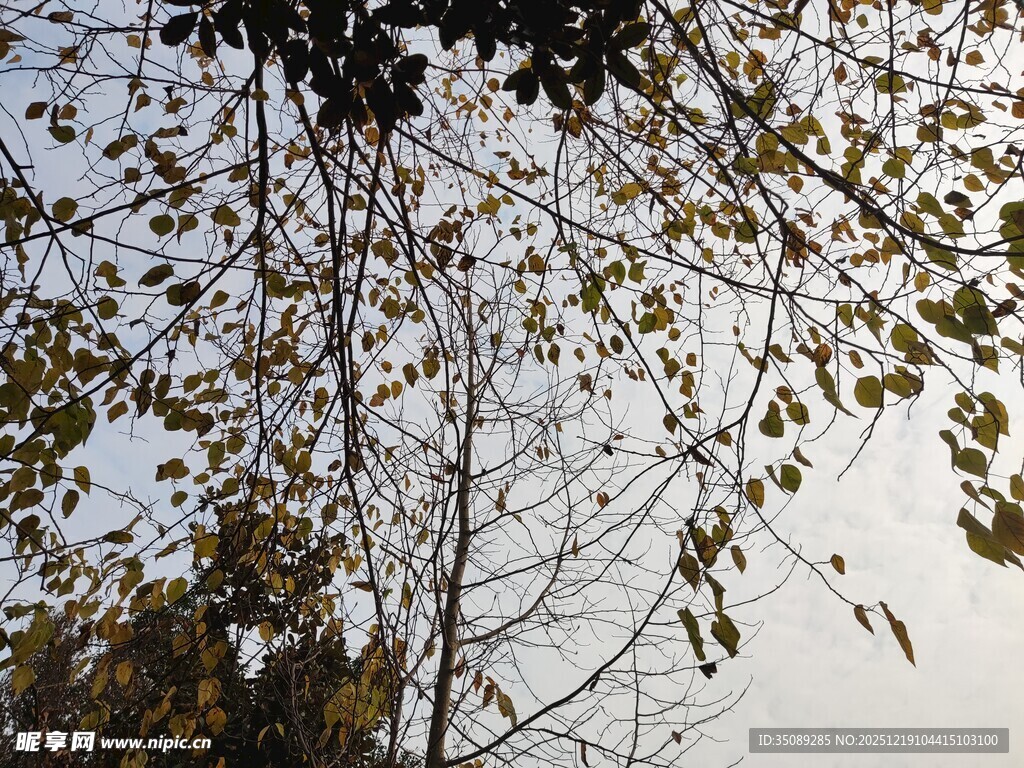 秋日树枝叶片稀疏景象