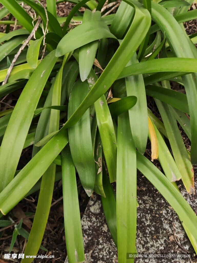 翠绿细长叶片的植物