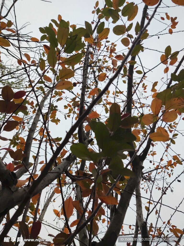 秋日枝头斑斓树叶