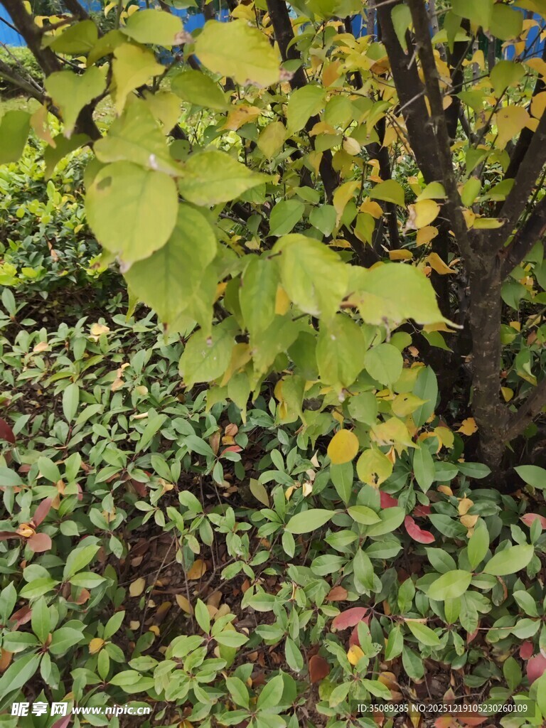 绿叶与红果交织的景致