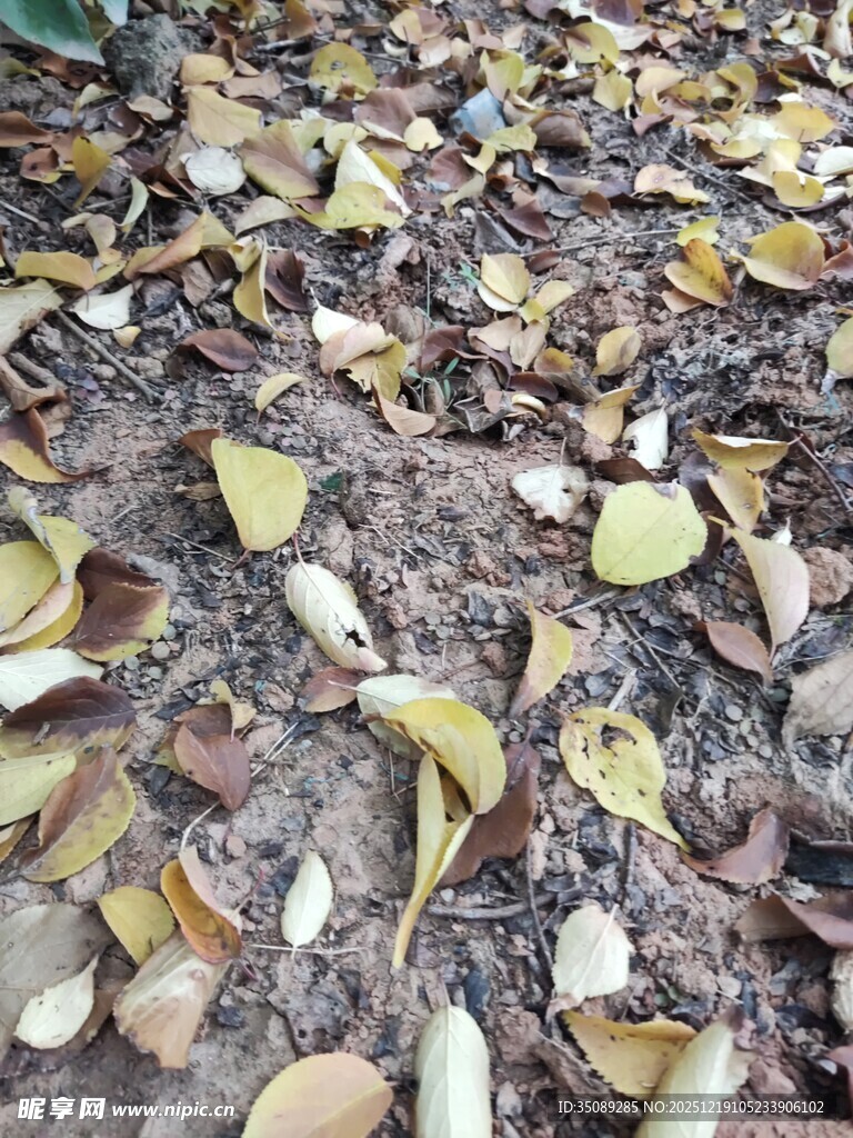 地面散落的枯黄落叶