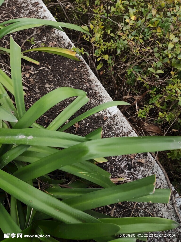 石边翠绿植物特写