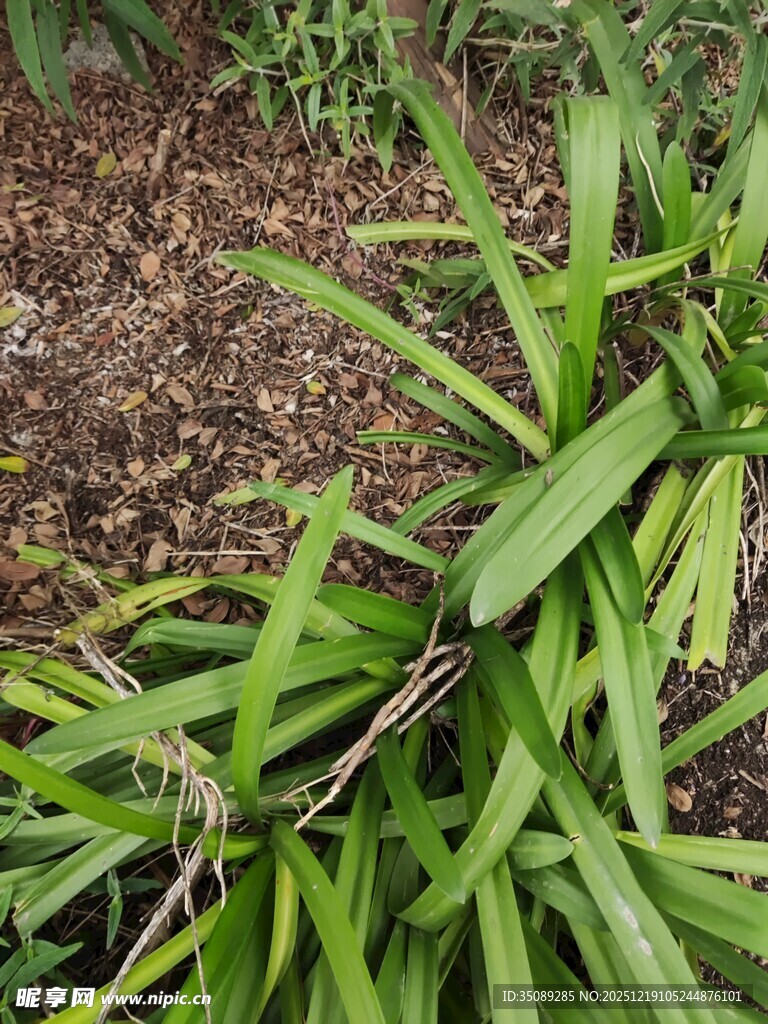 翠绿植物近景特写