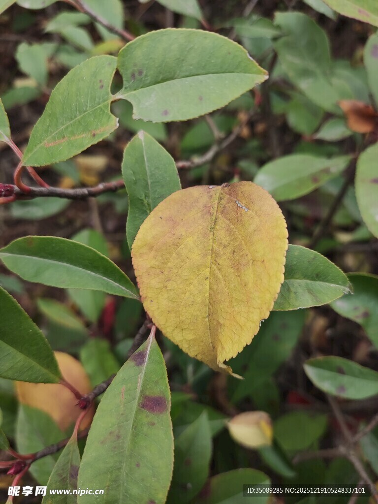 金黄叶片点缀绿叶丛中