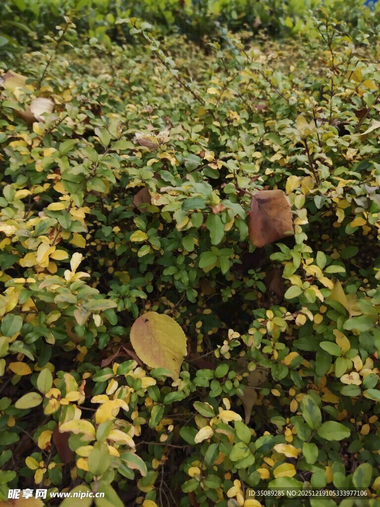 绿叶丛中的褐色叶片