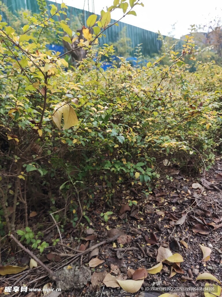 秋日山林间的繁茂灌木丛