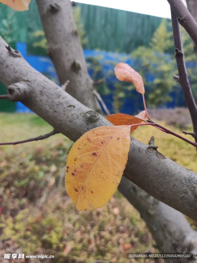 枝头黄叶秋意初显