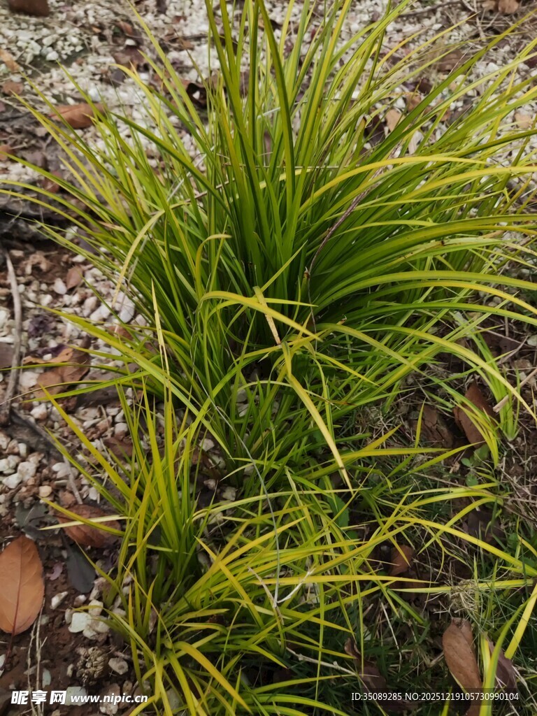 翠绿丛生观赏草