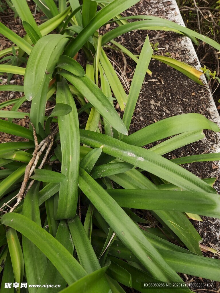 翠绿葱茏的长叶植物